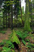 Marvel at Towering Hemlocks at Cathedral State Park, Aurora
