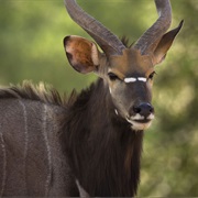 Nyala