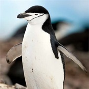 Chinstrap Penguin