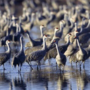 Grulla National Wildlife Refuge