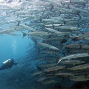 Dive/Snorkle in Sipadan, Malaysia