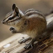 Panamint Chipmunk