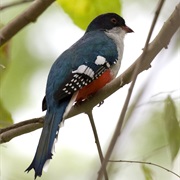 Cuban Trogon (Cuba)