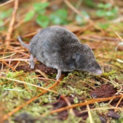 Sclater's Shrew