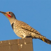 Gilded Flicker