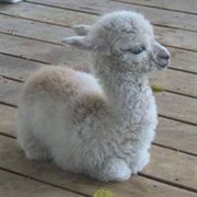 Alpaca