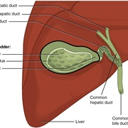 Gallbladder Infection