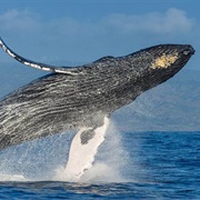 Whale Watching, Samaná Bay
