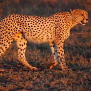 South African Cheetah