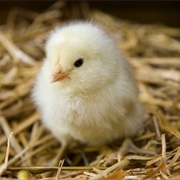 Chick