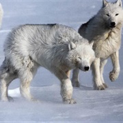 Greenland Wolf