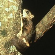 Flying Squirrel