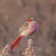 Przewalski's Rosefinch
