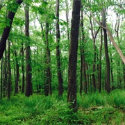 Laurel Summit State Park, Pennsylvania