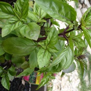 Cinnamon Basil
