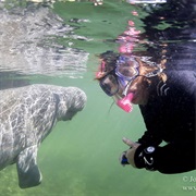 Swimming With Manatee in Crystal Springs Florida