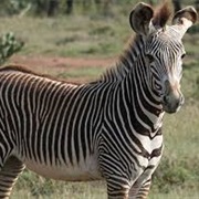 Plains Zebra
