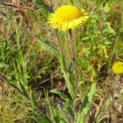 Mediterranean Fleabane (Pulicaria Odora)