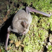 New Zealand Greater Short-Tailed Bat (Possibly Extinct)