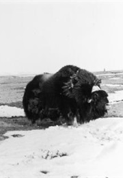 High Arctic: Life on Land (1958)