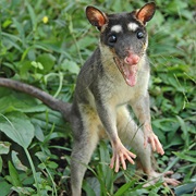 Gray Four-Eyed Opossum