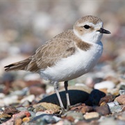 Dauphin Island Audubon Bird Sanctuary