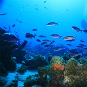 Eat at an Undersea Restaurant