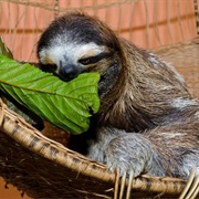 Cahuita Sloth Sanctuary, Costa Rica