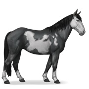 Nokota - Black Overo