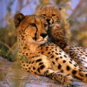 New Selinda Reserve, Botswana