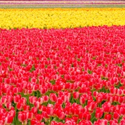 Skagit Valley Tulip Fields, Washington