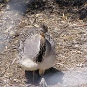 Bugong National Park (NSW)