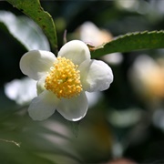 Tea Plant