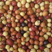 Bambara Nut (Vigna Subterranea)