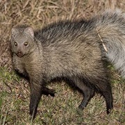 White-Tailed Mongoose