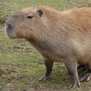 Capybara