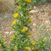 Common Golden Thistle (Scolymus Hispanicus)