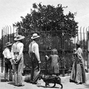 Parent Washington Navel Orange Tree in Riverside