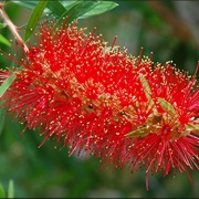 See Bottle Brush