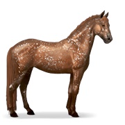 Knabstrupper - Chestnut Snowflake