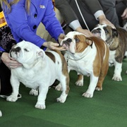 Westminster Kennel Club Dog Show