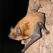 Common Noctule