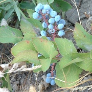 Creeping Mahonia (Mahonia Repens)