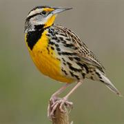 Eastern Meadowlark