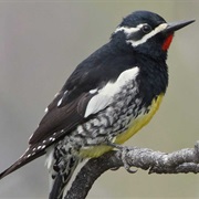Williamson's Sapsucker