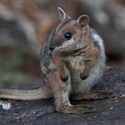 Short-Eared Rock Wallaby