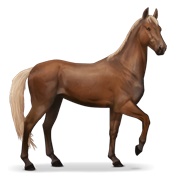 Akhal-Teke - Flaxen Chestnut