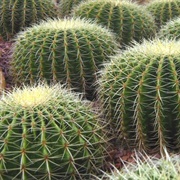 See Cacti in Their Natural Habitat