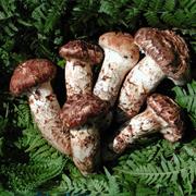 Matsutake (松茸)