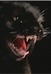 The Black Cat (1981)
